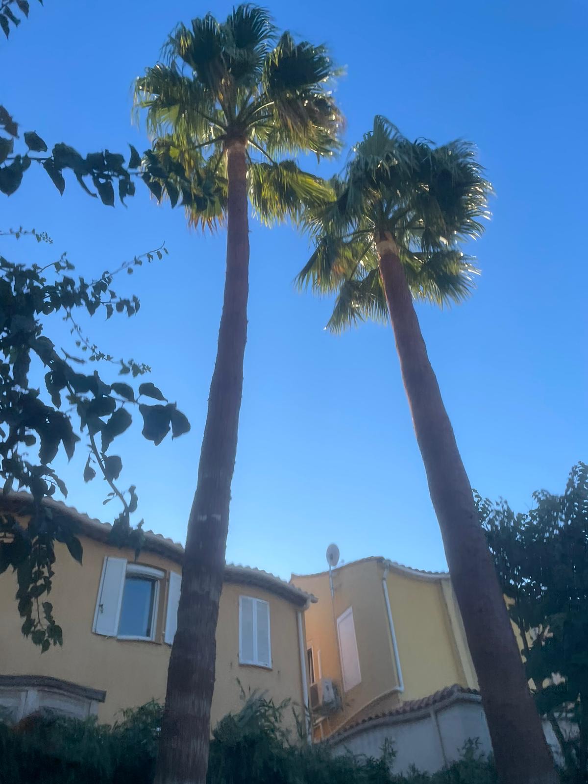 Chantier de nettoyage de Palmier à Martigues