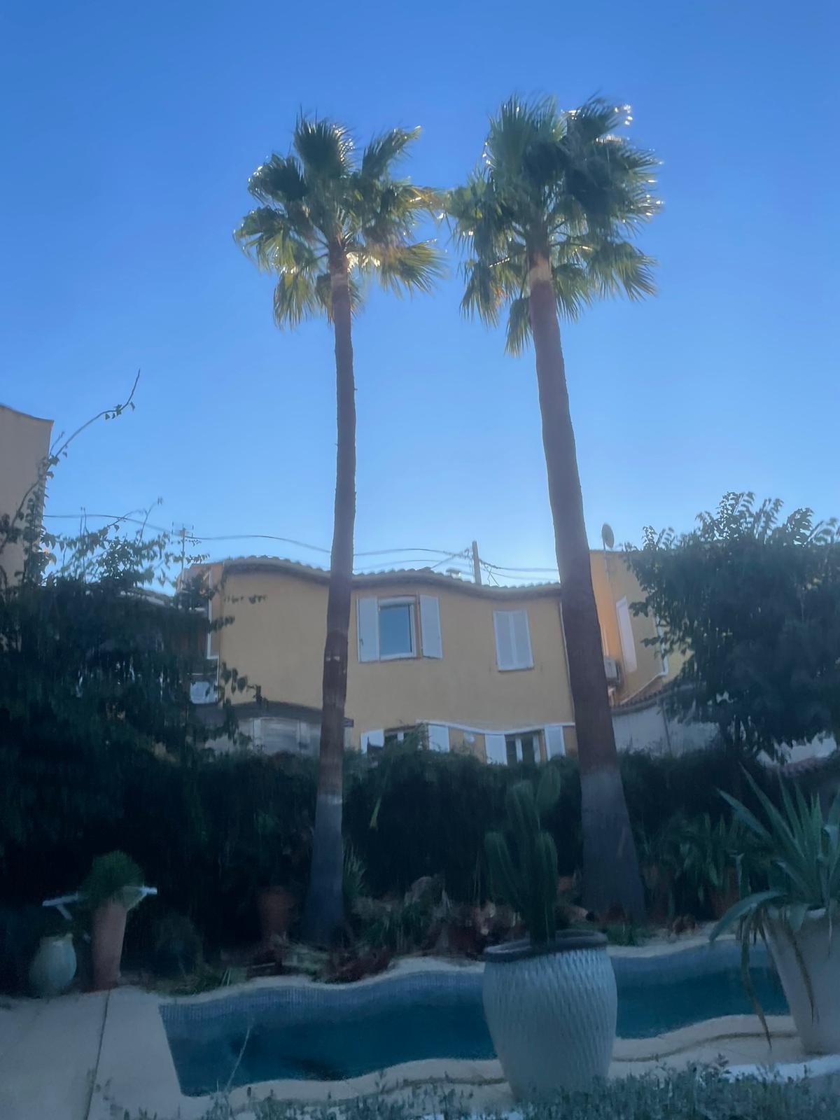 Taille de palmiers au cutter à Martigues