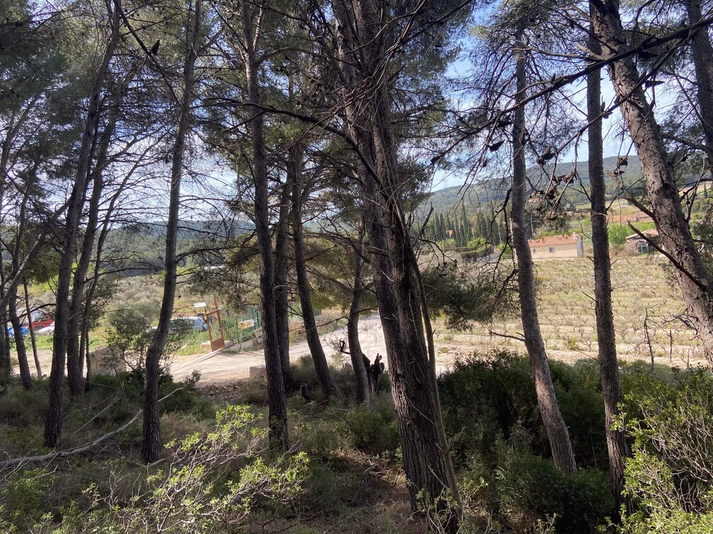 Gros débroussaillage et abattage de Pins à Martigues