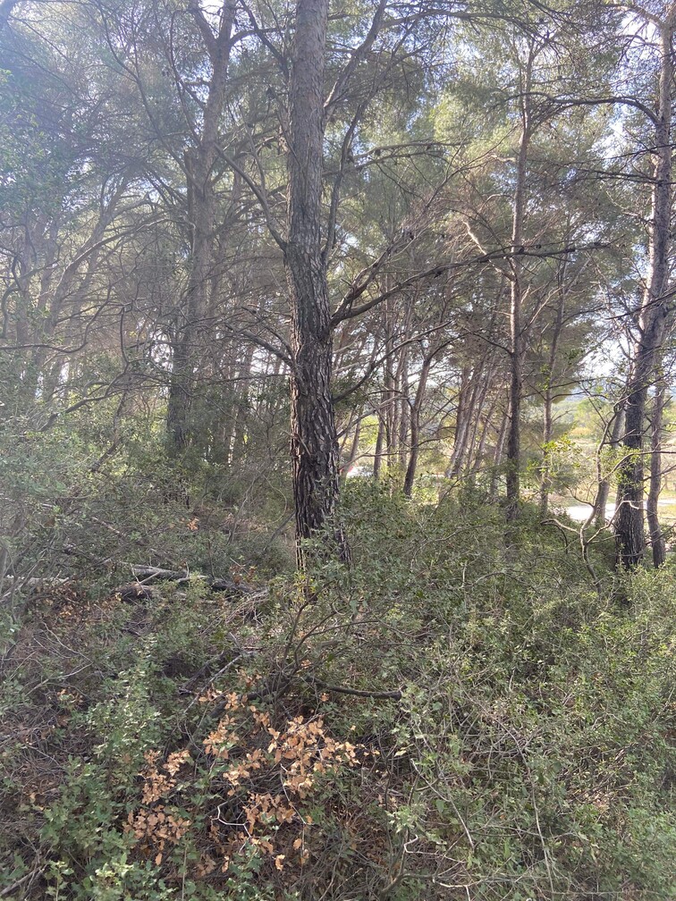 Gros débroussaillage et abattage de Pins à Martigues