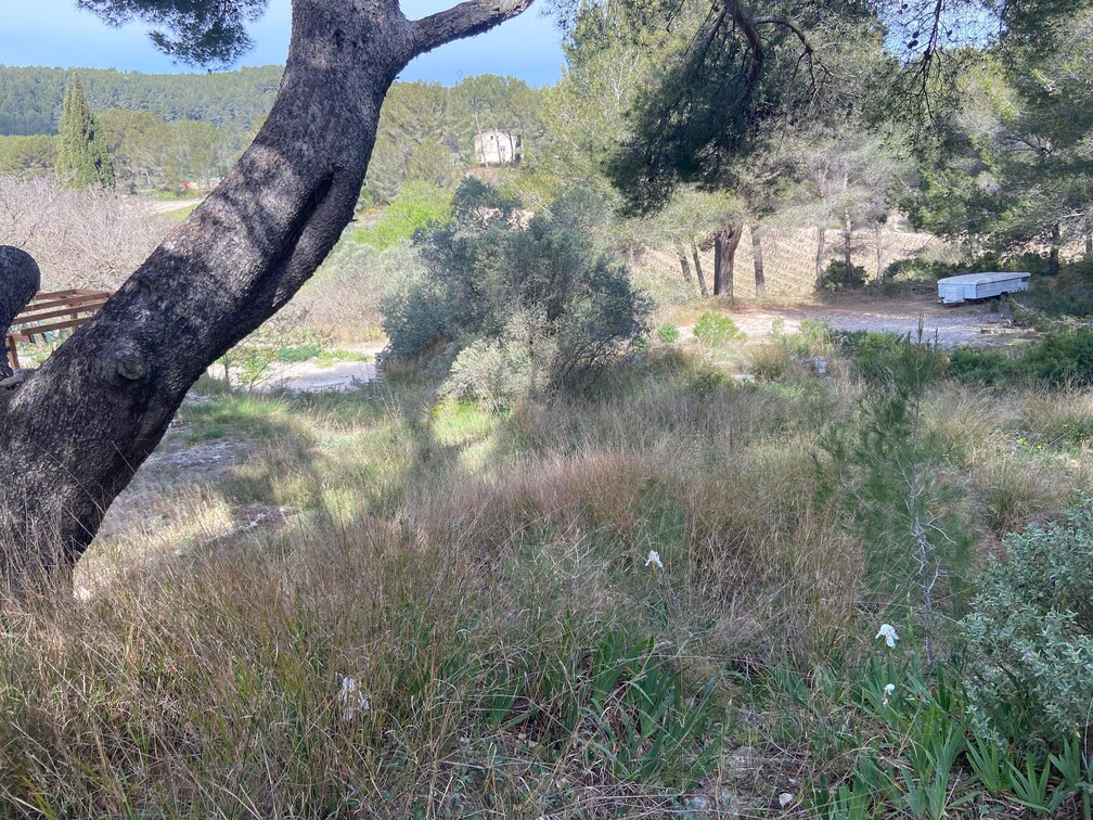 Gros débroussaillage et abattage de Pins à Martigues