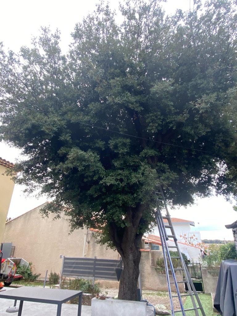 Elagage d&rsquo;un chêne – Carro
