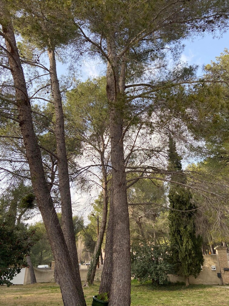 Après – Abattage par démontage de Pins à St Mitre les Remparts