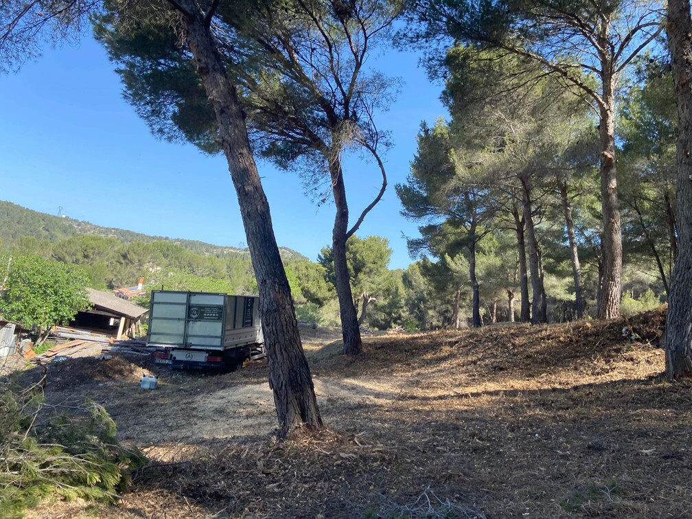 Gros débroussaillage et abattage de Pins à Martigues
