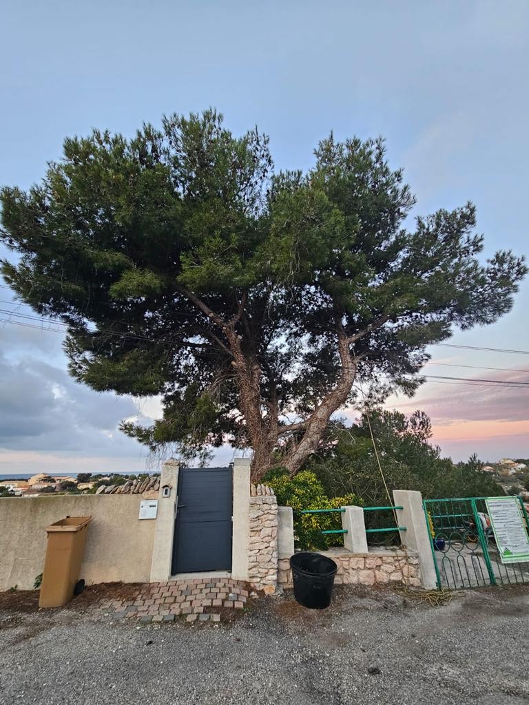 Elegage d&rsquo;un Pin sur la commune de la Couronne