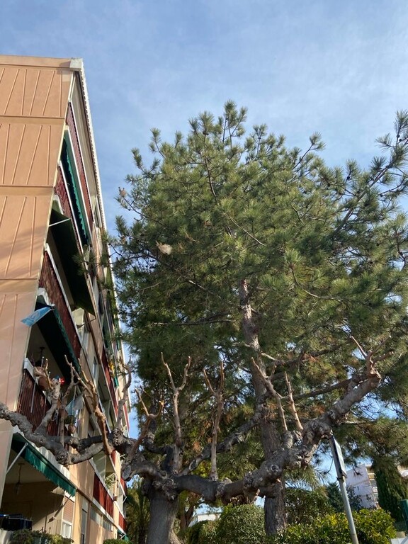 Chantier d’échenillage à Martigues