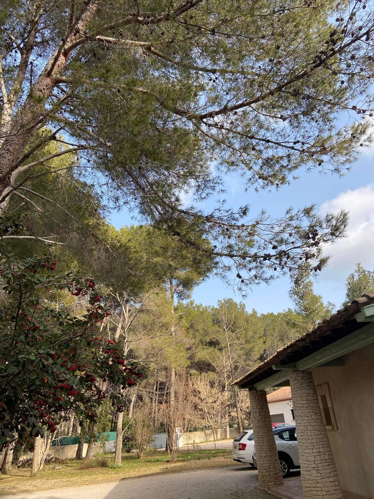 Après – Abattage par démontage de Pins à St Mitre les Remparts