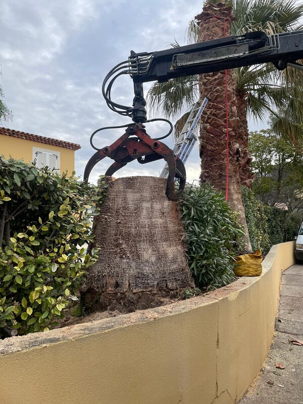 Abattage de Palmier à Carry