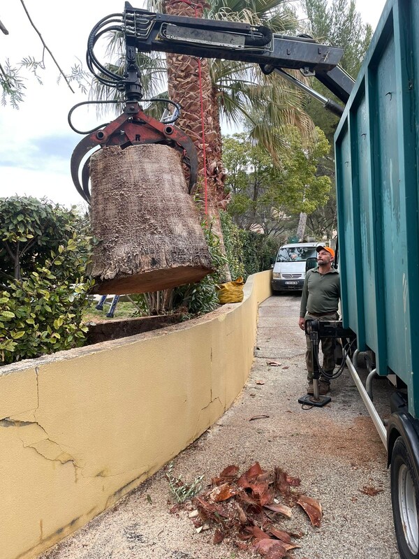 Abattage de Palmier à Carry