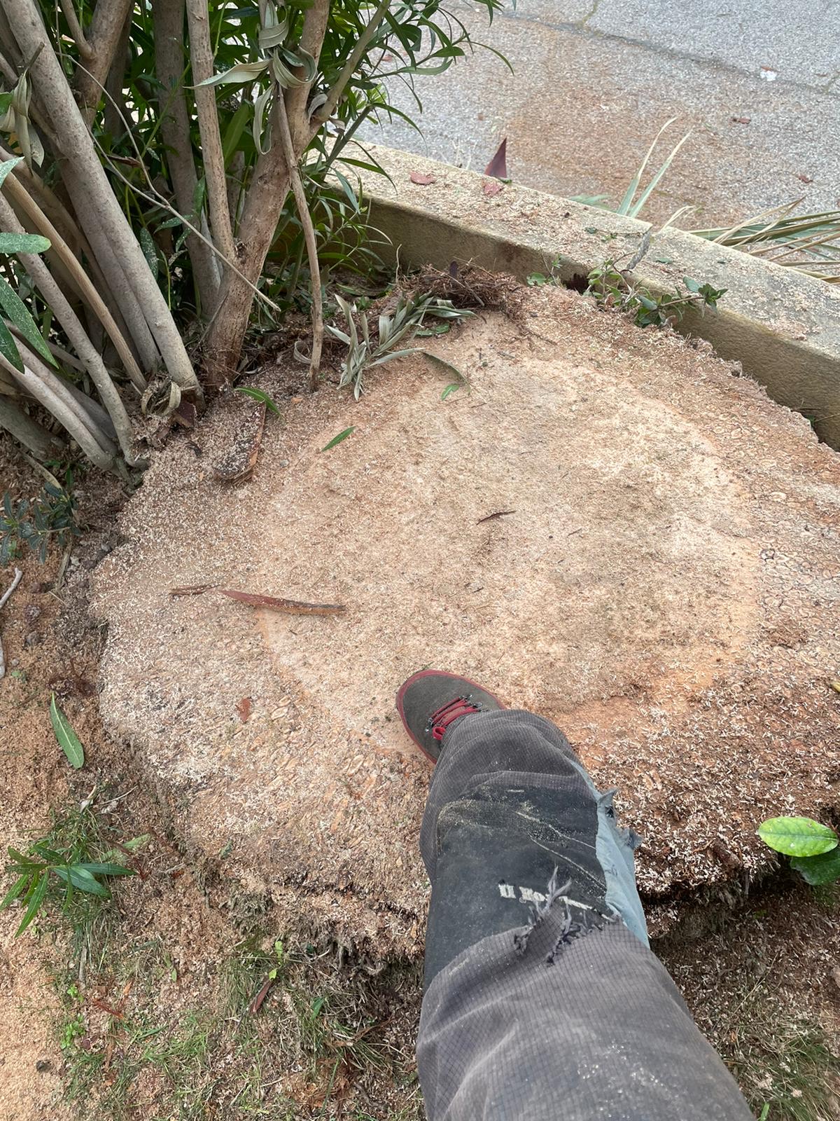 Rognage de souches à Carry