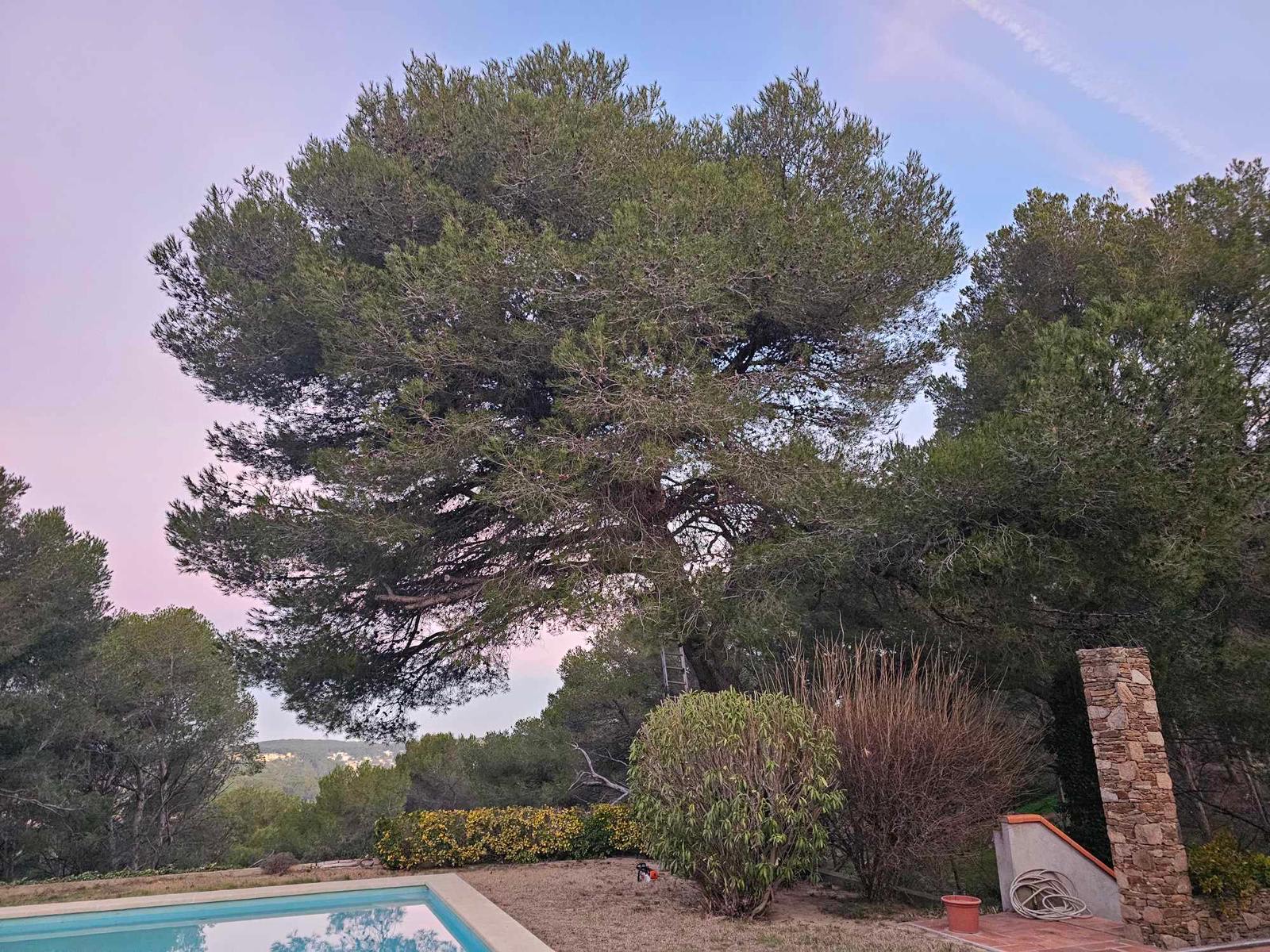 Elagage d’un Pin à St Mitre