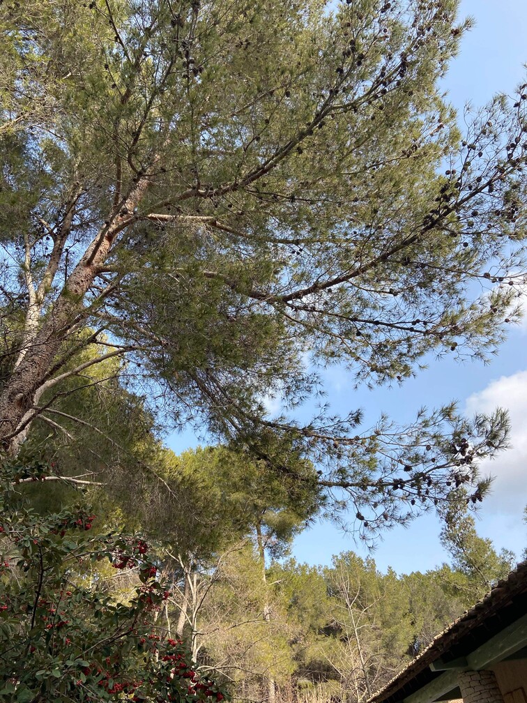 Après – Abattage par démontage de Pins à St Mitre les Remparts