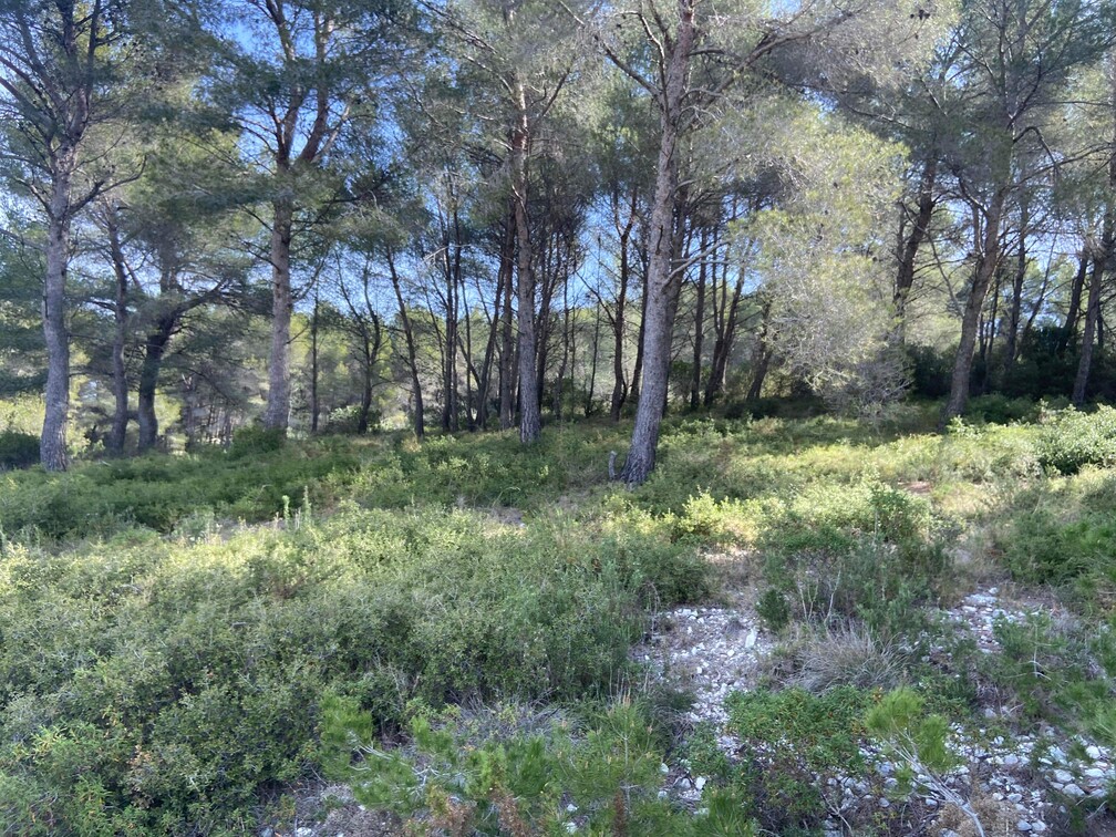 Gros débroussaillage et abattage de Pins à Martigues