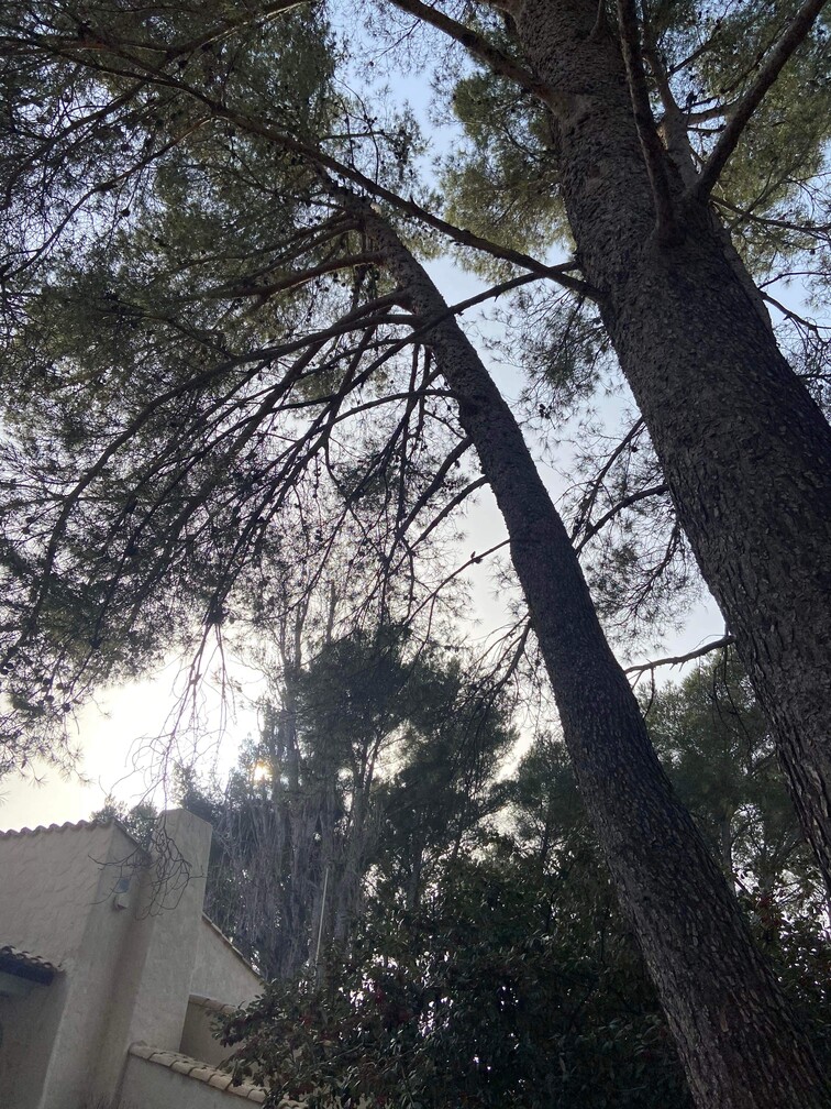 Après – Abattage par démontage de Pins à St Mitre les Remparts