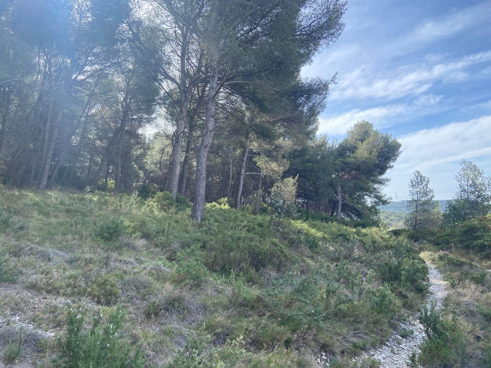 Gros débroussaillage et abattage de Pins à Martigues