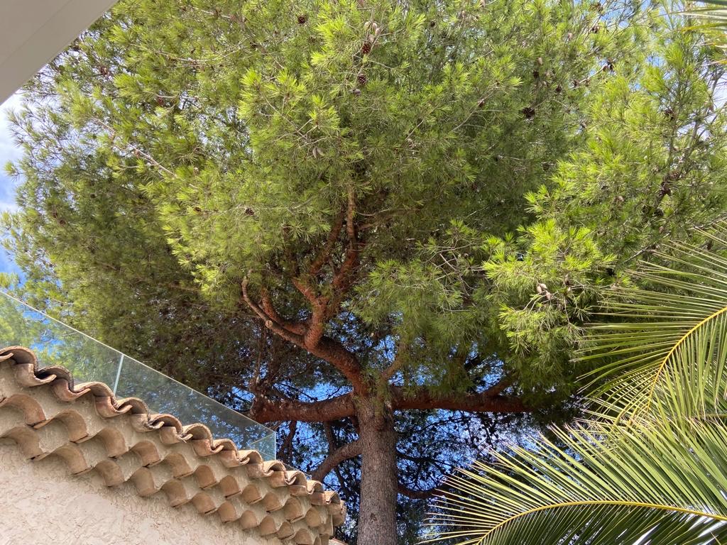 Elagage d&rsquo;un Pin – Port de Bouc