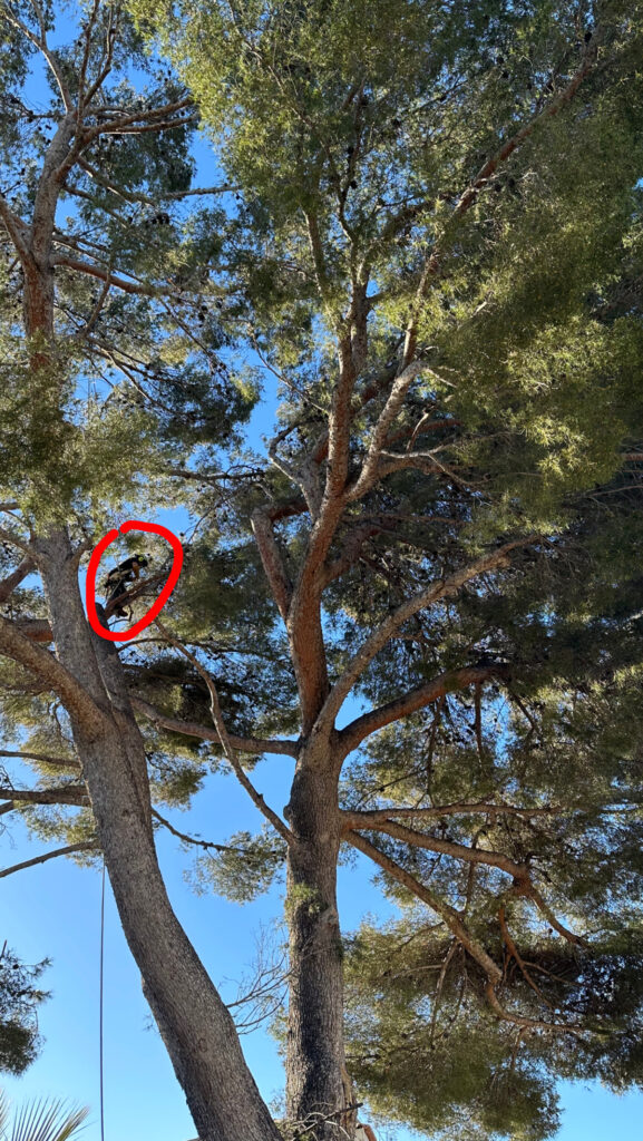 Elagage d'arbres à Carry
