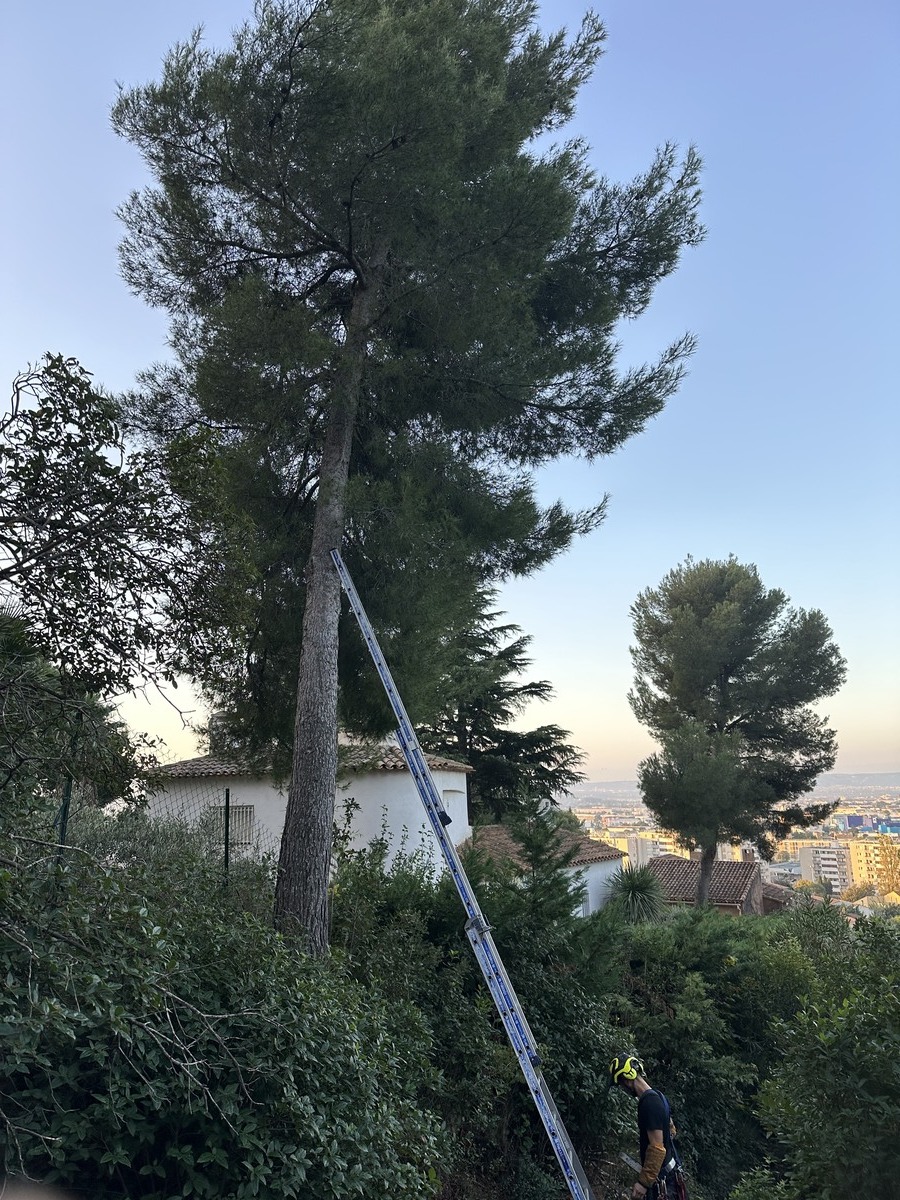 Élagage de Pin en Copropriété à Vitrolles
