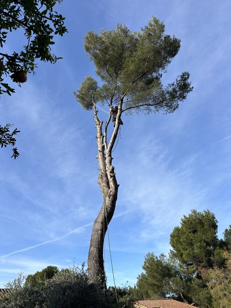 Abattage d’un pin à Vitrolles