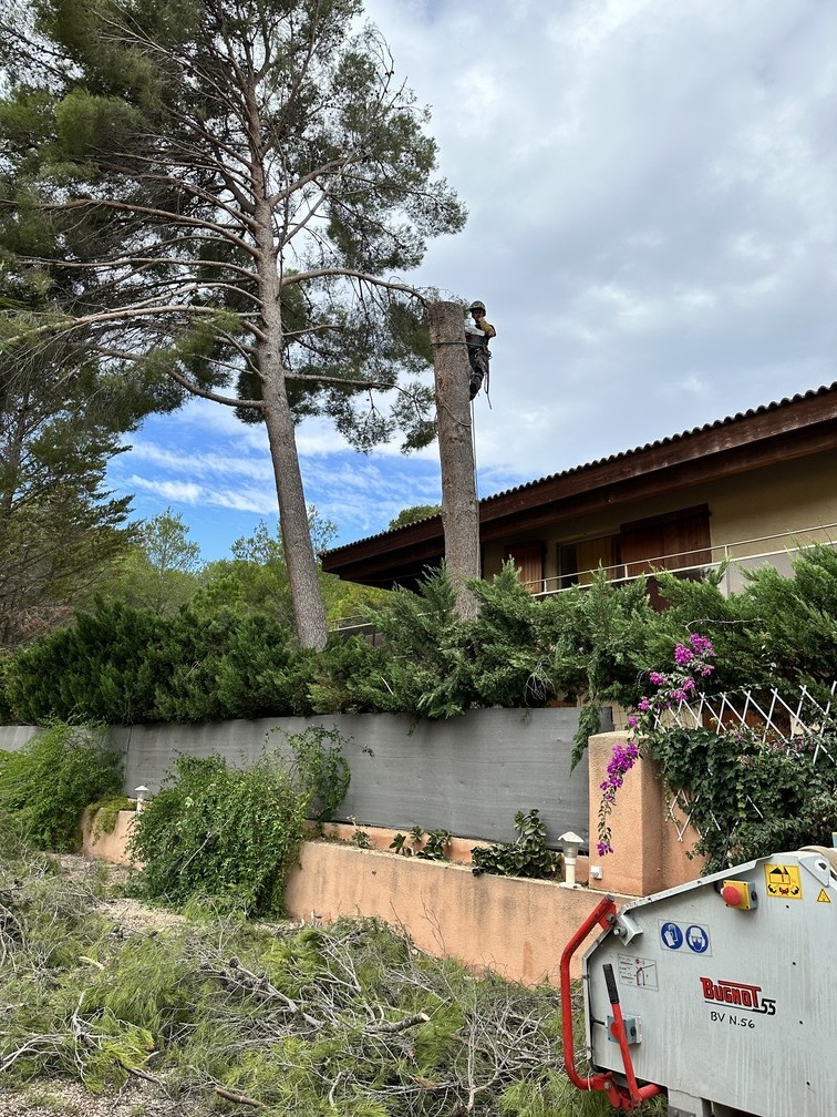 Abattage d’un Pin en urgence
