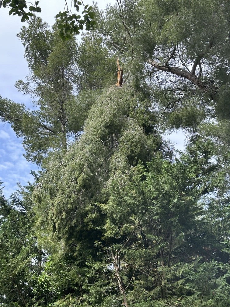 Intervention d&rsquo;élagage d&rsquo;arbres d&rsquo;urgence – Martigues
