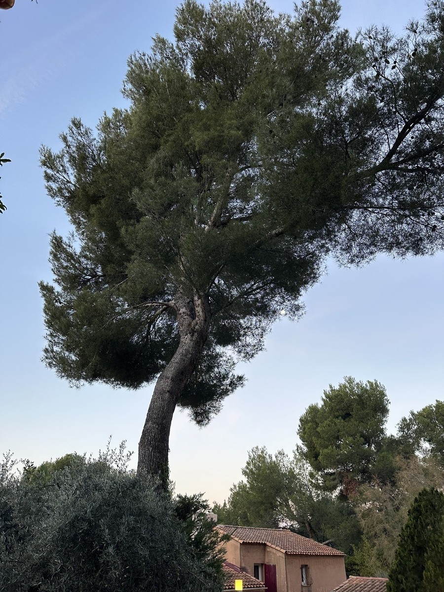 Abattage d’un pin à Vitrolles