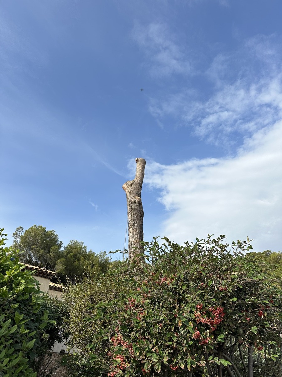 Abattage d’un pin parasol à Carry