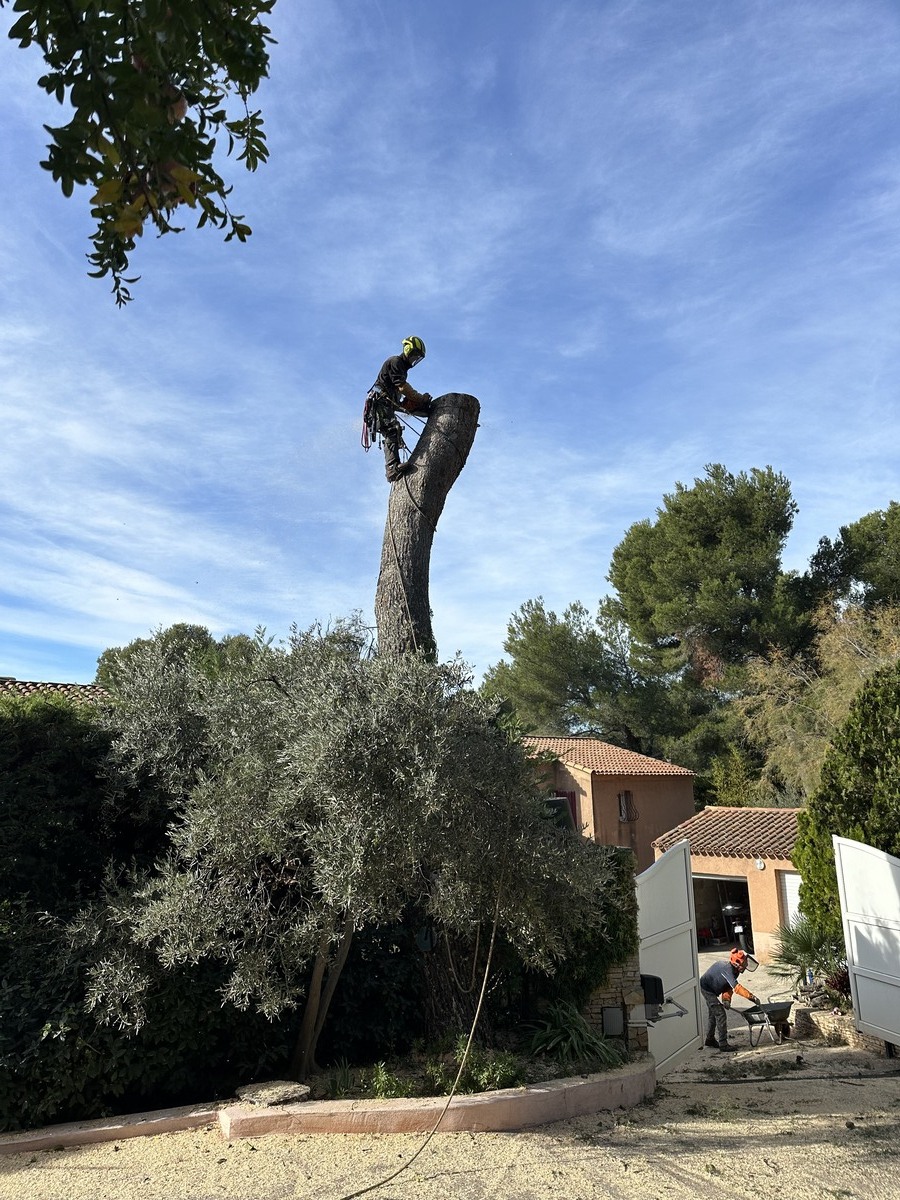Abattage d’un pin à Vitrolles