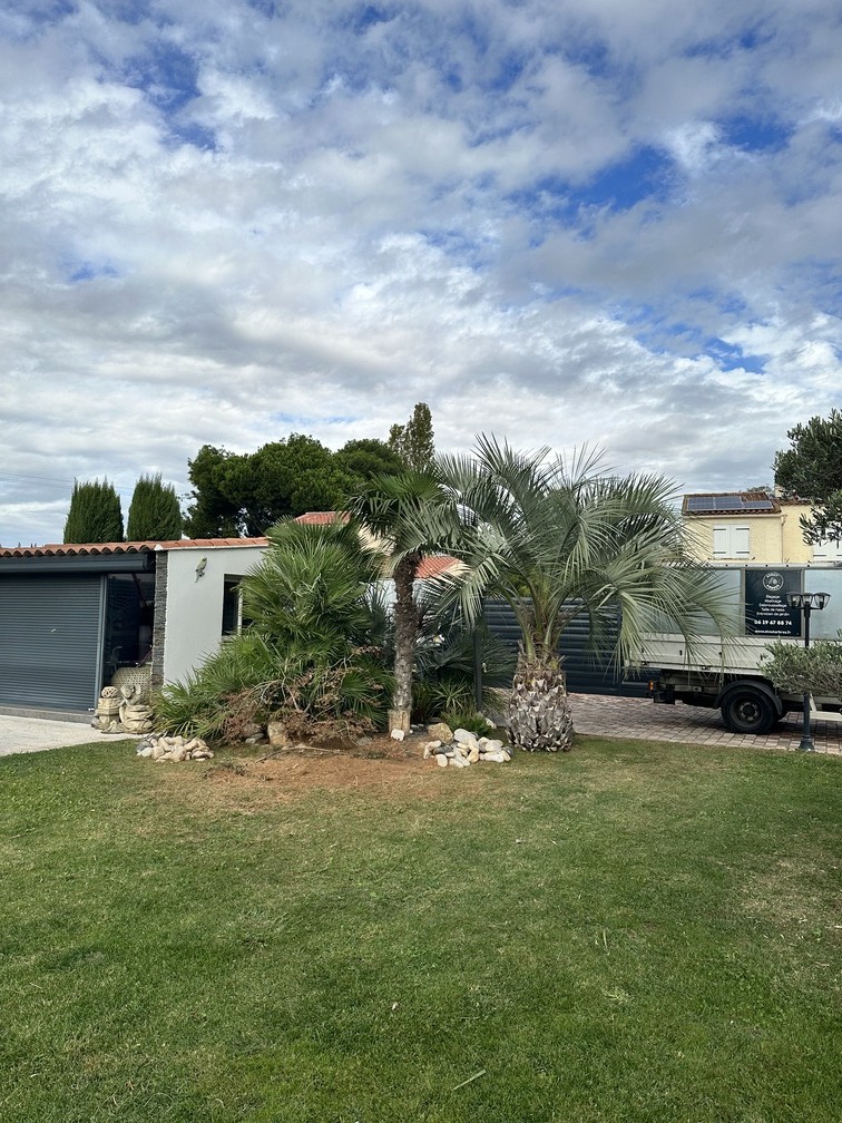 Abattage de 3 palmiers – Fos-sur-Mer
