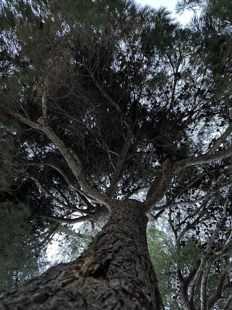 Chantier d’élagage à Gignac