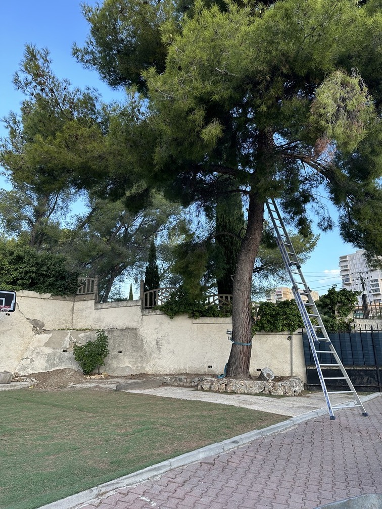 Chantier d’abattage à Martigues