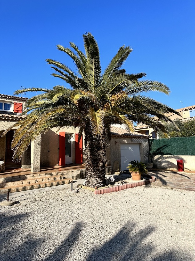 Réduction de taille d&rsquo;un Palmier Phoenix – Saint-Mitre-les-Remparts