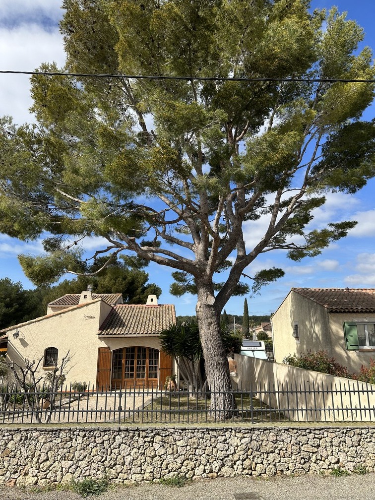 L’élagage d’un Pin à St Mitre les Remparts