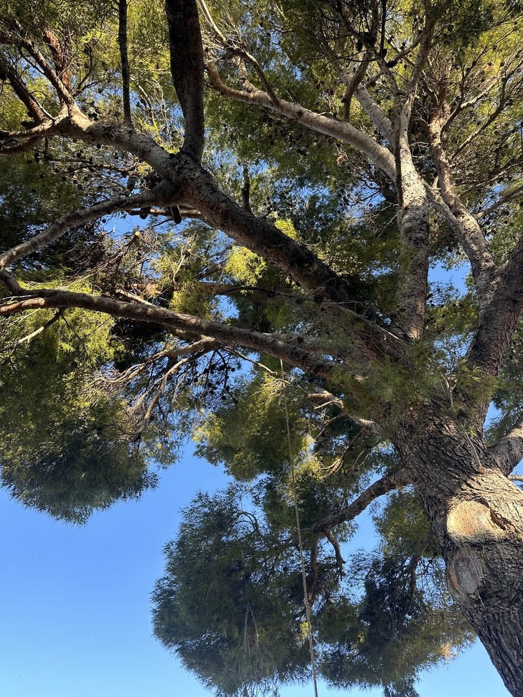 L’élagage d’un Pin à St Mitre les Remparts