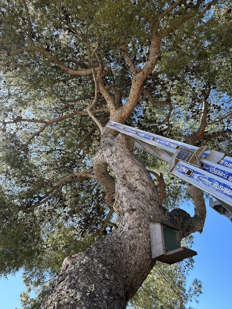 L&rsquo;élagage d’un petit Pin à La Couronne