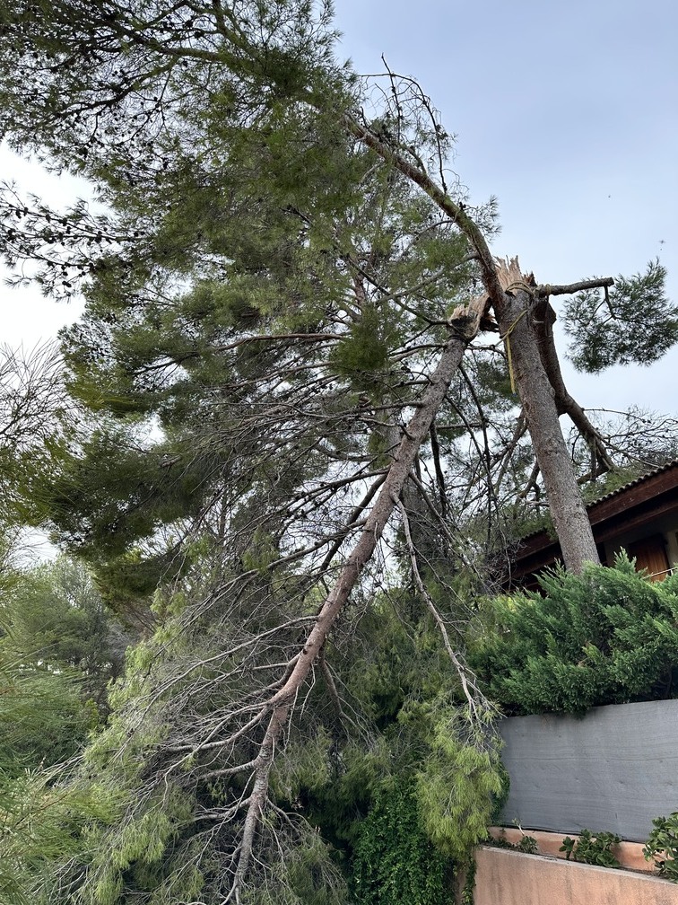 Abattage d’un Pin en urgence