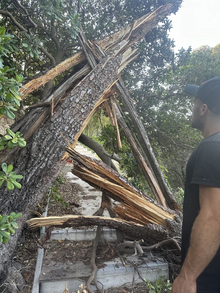 Abattage d&rsquo;un Pin Infesté par le Phellin à La Couronne