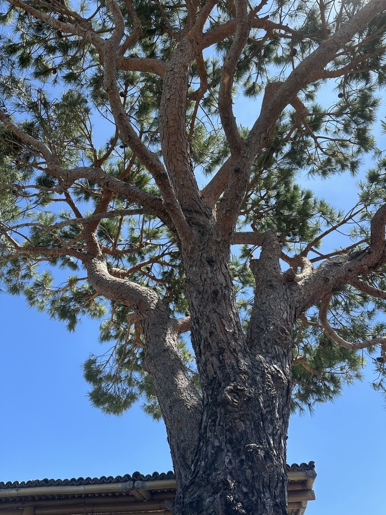 Elagage d’un Pin Parasol à Sausset-les-Pins