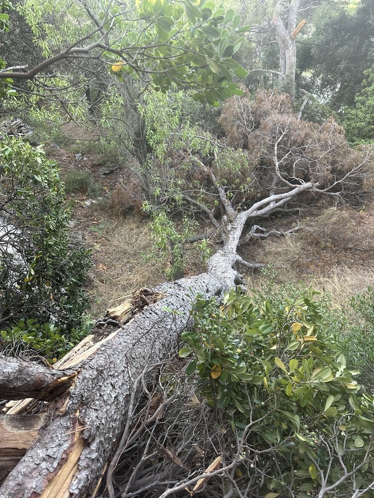 Abattage d&rsquo;un Pin Infesté par le Phellin à La Couronne