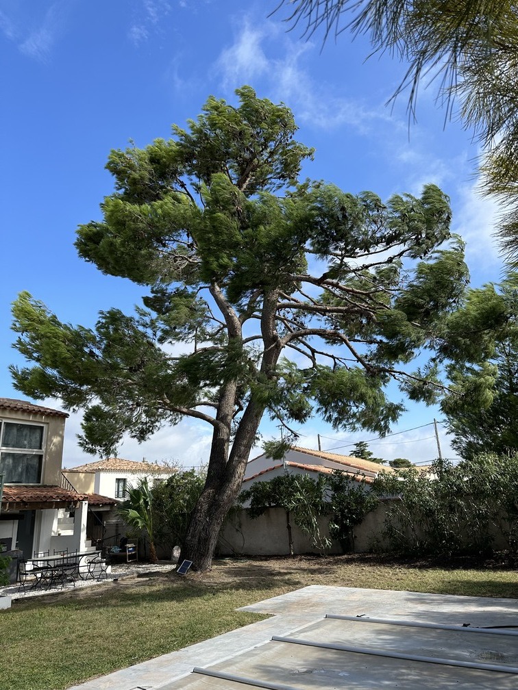 Chantier d’élagage à Gignac