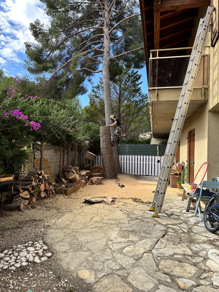 Abattage d’un Pin en urgence