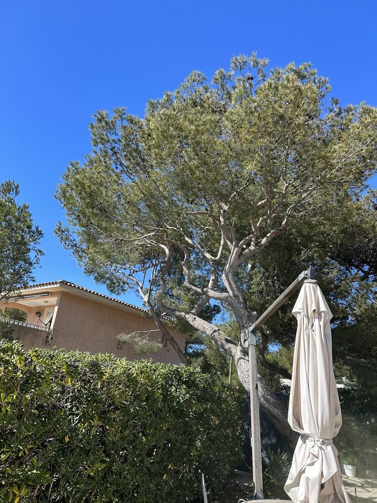 L&rsquo;élagage d’un petit Pin à La Couronne