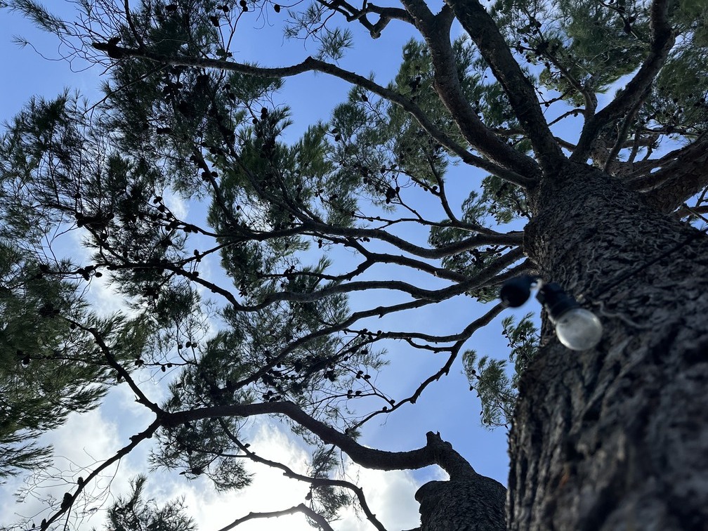 Chantier d’élagage à Gignac