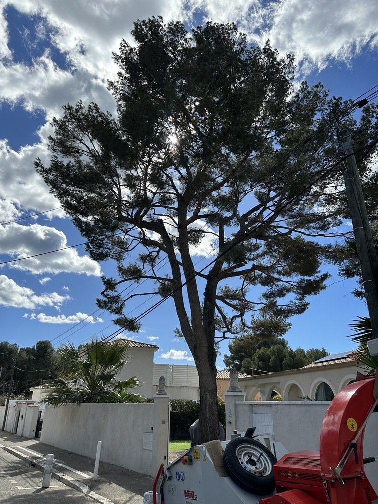 Elagage d&rsquo;arbres à Carry