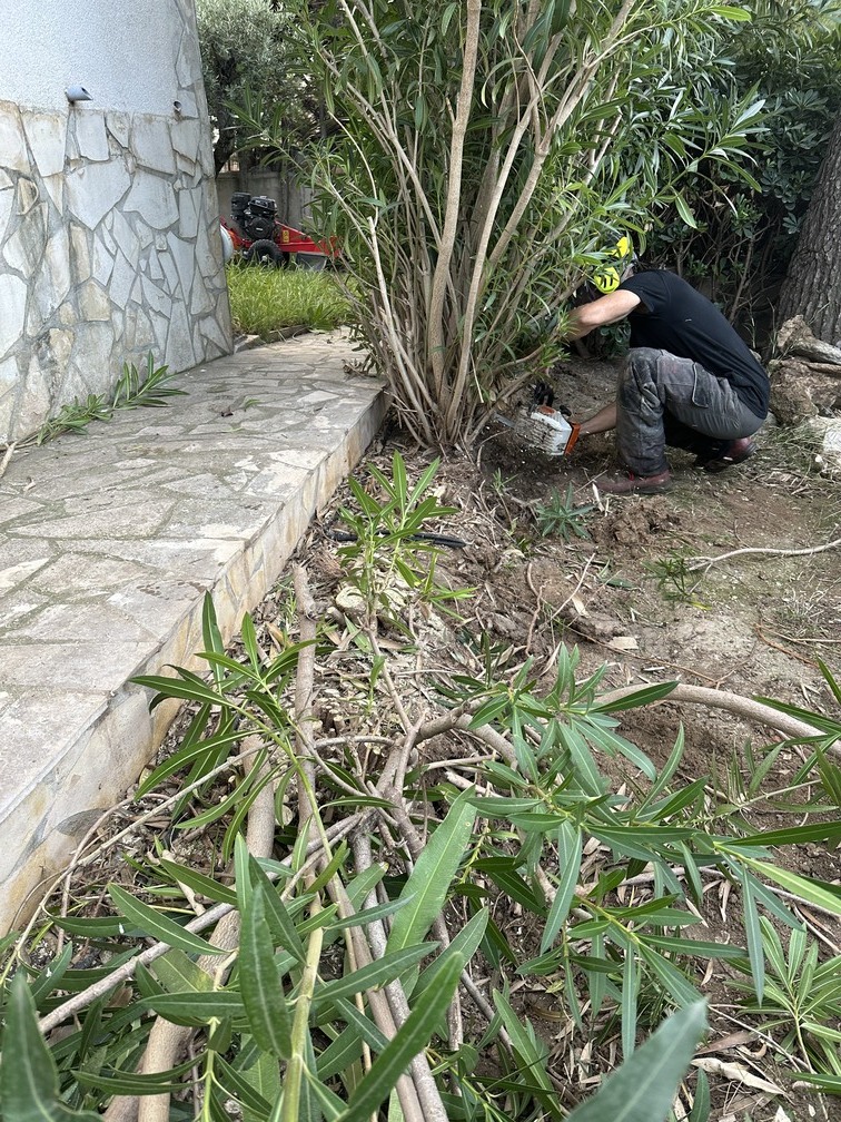 Abattage d’une haie de Laurier Rose suivi d&rsquo;un rognage