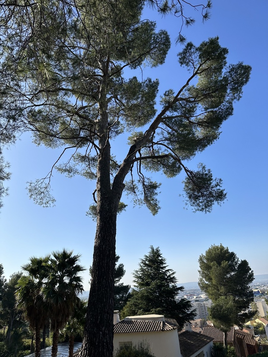 Élagage de Pin en Copropriété à Vitrolles