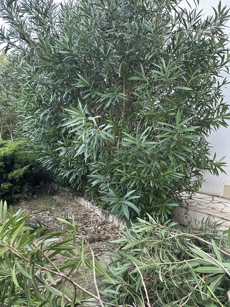 Abattage d’une haie de Laurier Rose suivi d&rsquo;un rognage