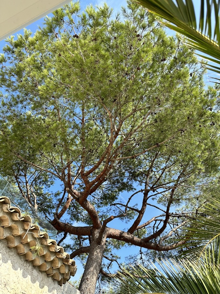 Elagage d&rsquo;un Pin – Port de Bouc