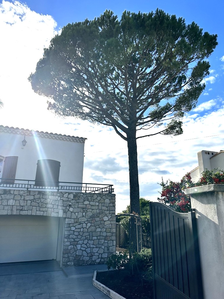 Elagage d’un Pin Parasol et d’un Pin d’Alep – Carry-le-Rouet