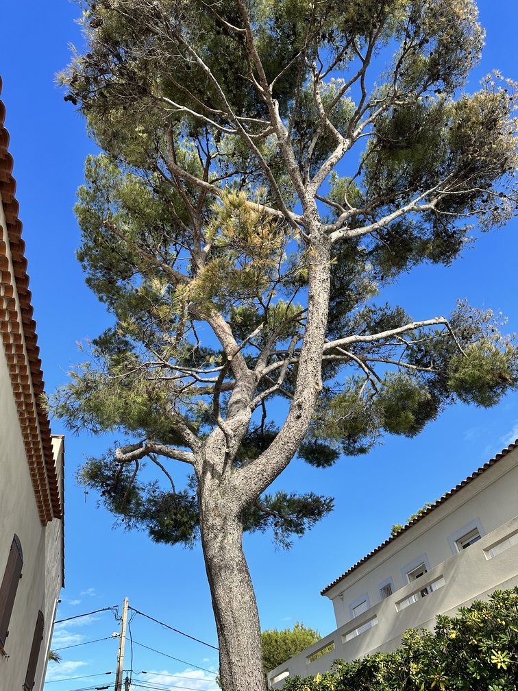 Elagage d’un Pin Parasol et d’un Pin d’Alep – Carry-le-Rouet